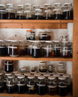 Elderberry (Sambucus nigra)