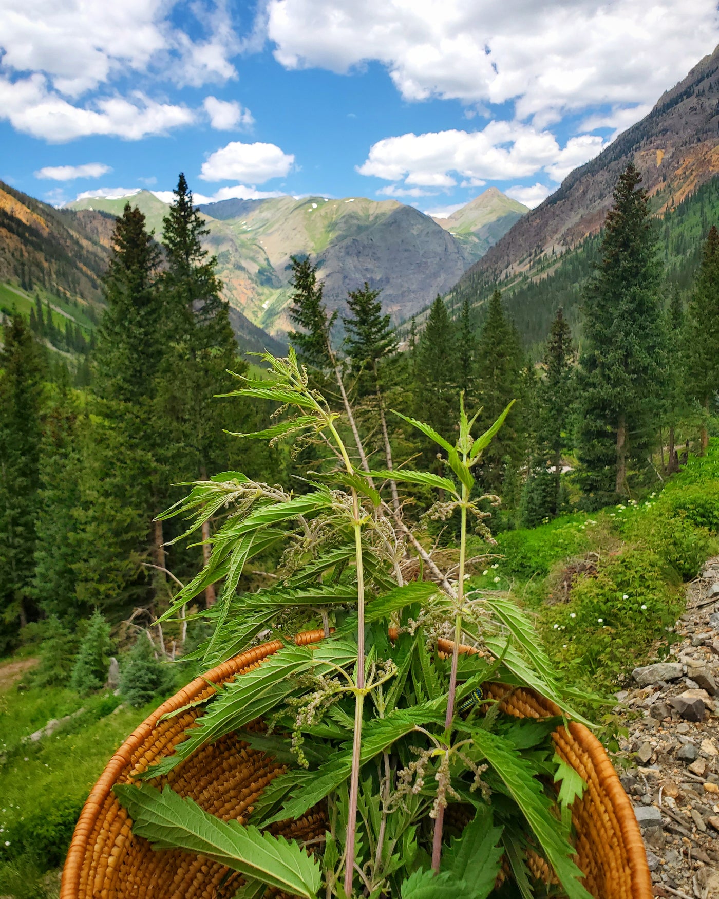 Diuretics: Herbs for Kidney & Urinary Health (Audio Recording)