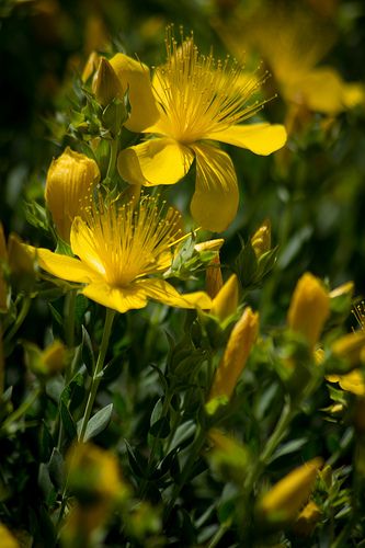 Letting the Light In: Summer Solstice Herbalism