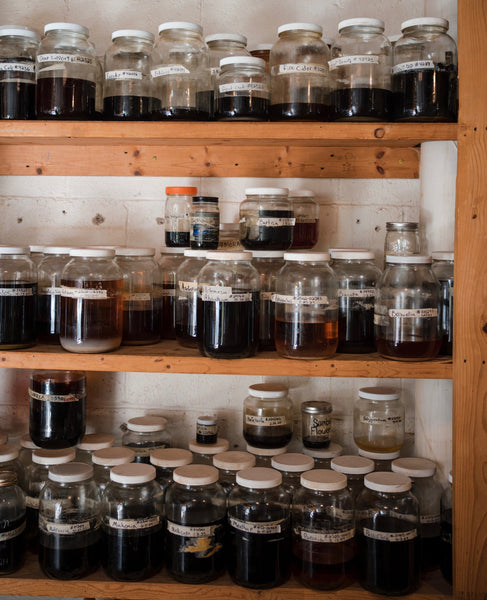 Elecampane (Inula helenium)